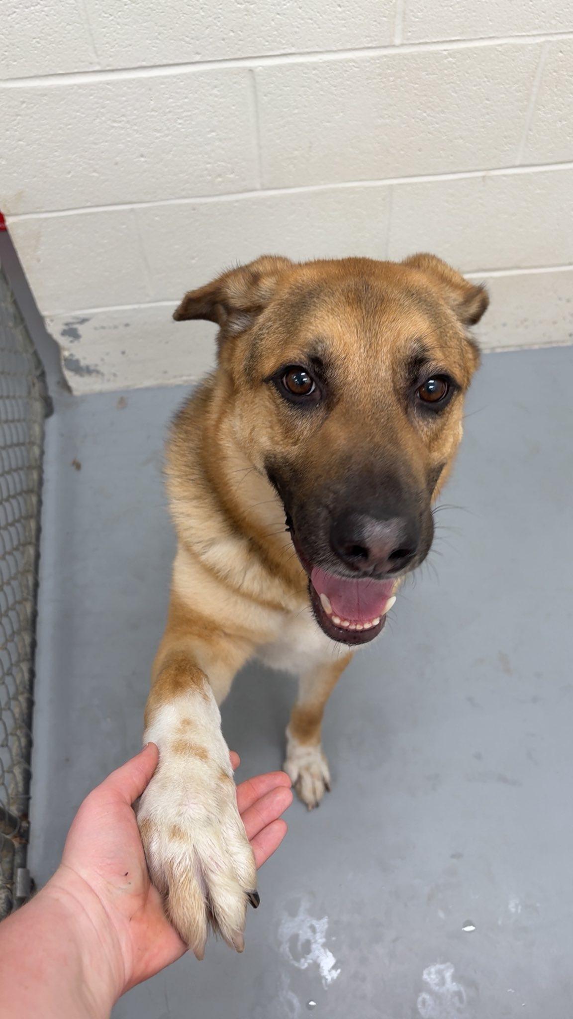 Enlarge Lakota, a Adopted mixed breed in Henderson, KY image 2/2