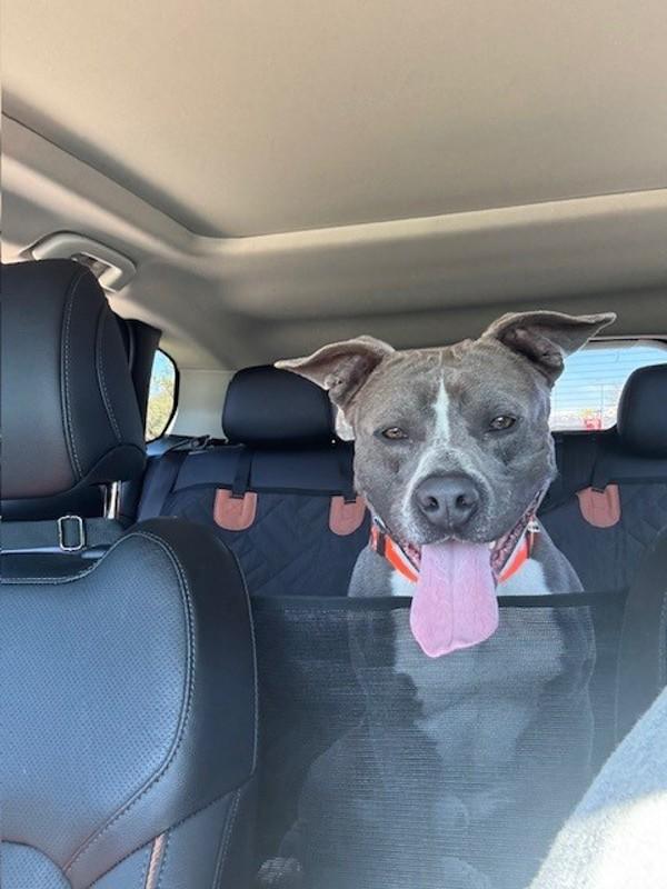 *Moshi*, Adoptable, Young Male Pit Bull Terrier.
