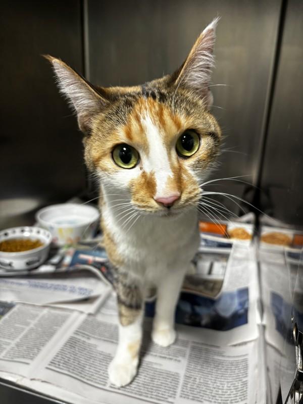 26-01-0163 Clara, Adoptable, Adult Female Domestic Short Hair.