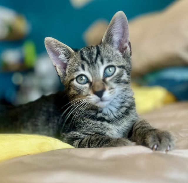 Enlarge Crouton, an adoptable Domestic Short Hair in Cleveland, OH image 3/3