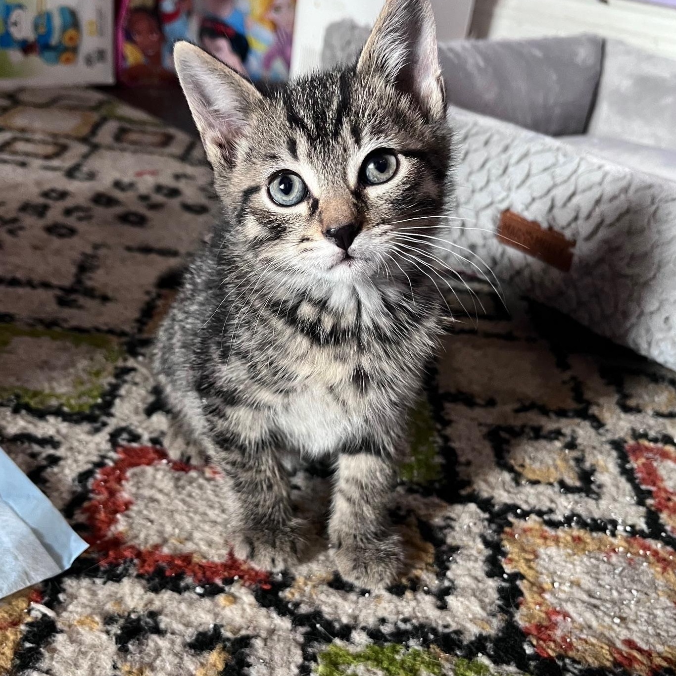 Crouton, adoptable, Kitten Male Domestic Short Hair.