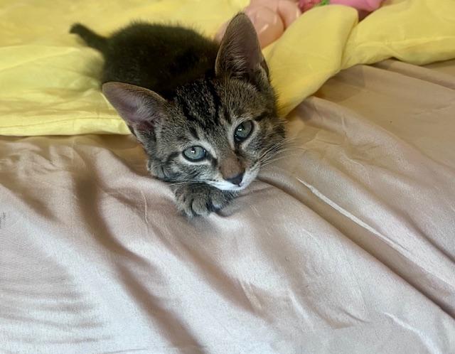 Enlarge Crouton, an adoptable Domestic Short Hair in Cleveland, OH image 2/3