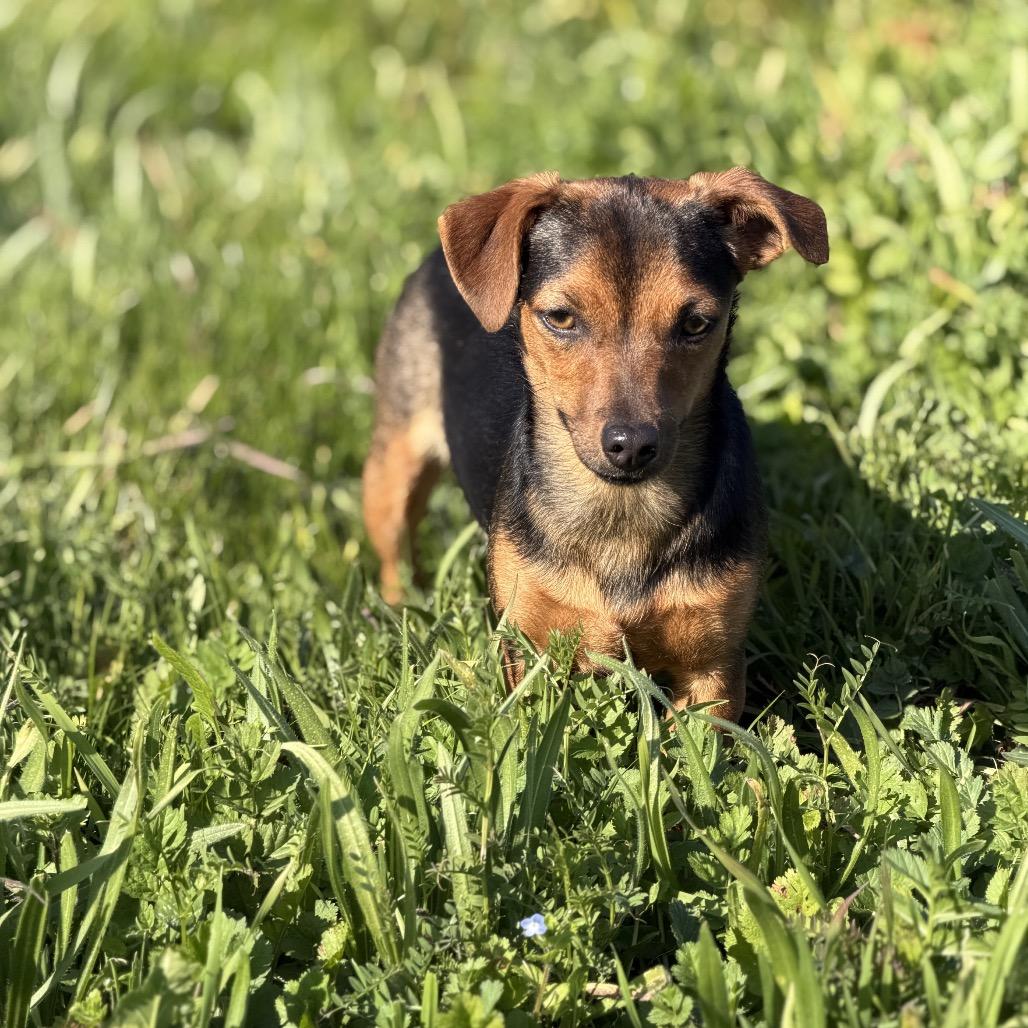 Peanut (*), Adoptable, Adult Female Chihuahua & Mixed Breed.
