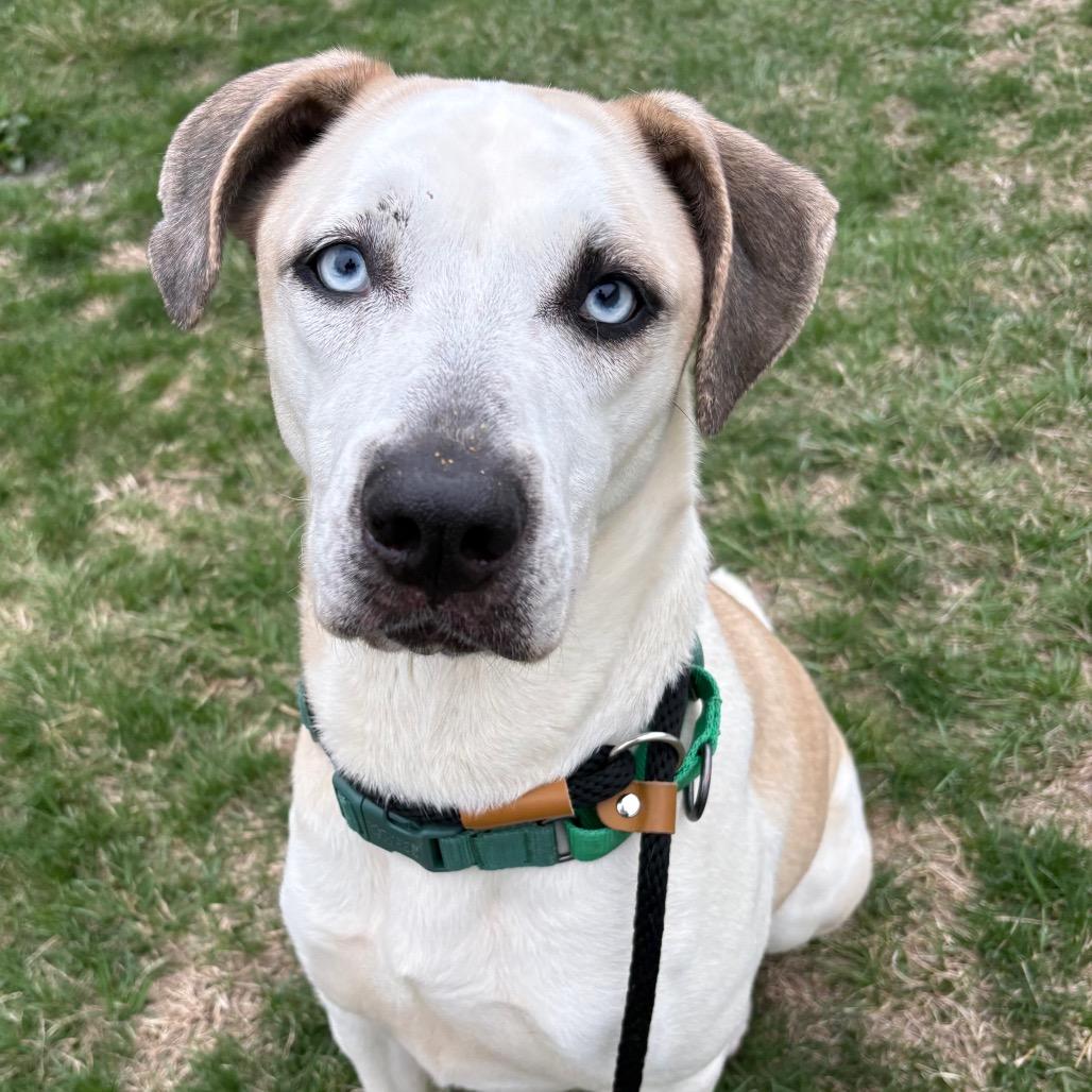 Enlarge Hecate, a Adoptable mixed breed in St Joseph, MO image 1/2