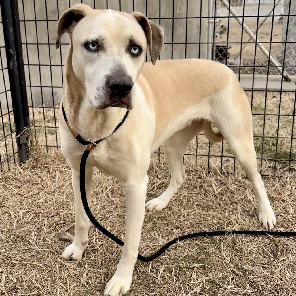 Hecate, Adoptable, Adult Female Pit Bull Terrier & Mixed Breed.