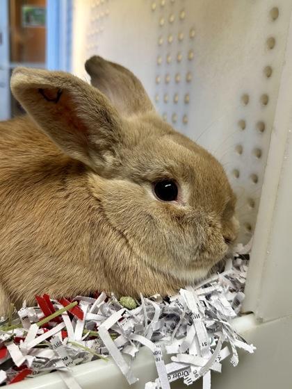 Enlarge Leo, a Adoptable mixed breed in Wichita, KS image 2/2