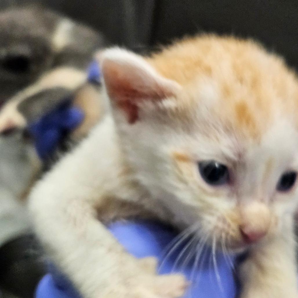 Enlarge Erik, a Adoptable Domestic Short Hair in Greensboro, NC image 1/1