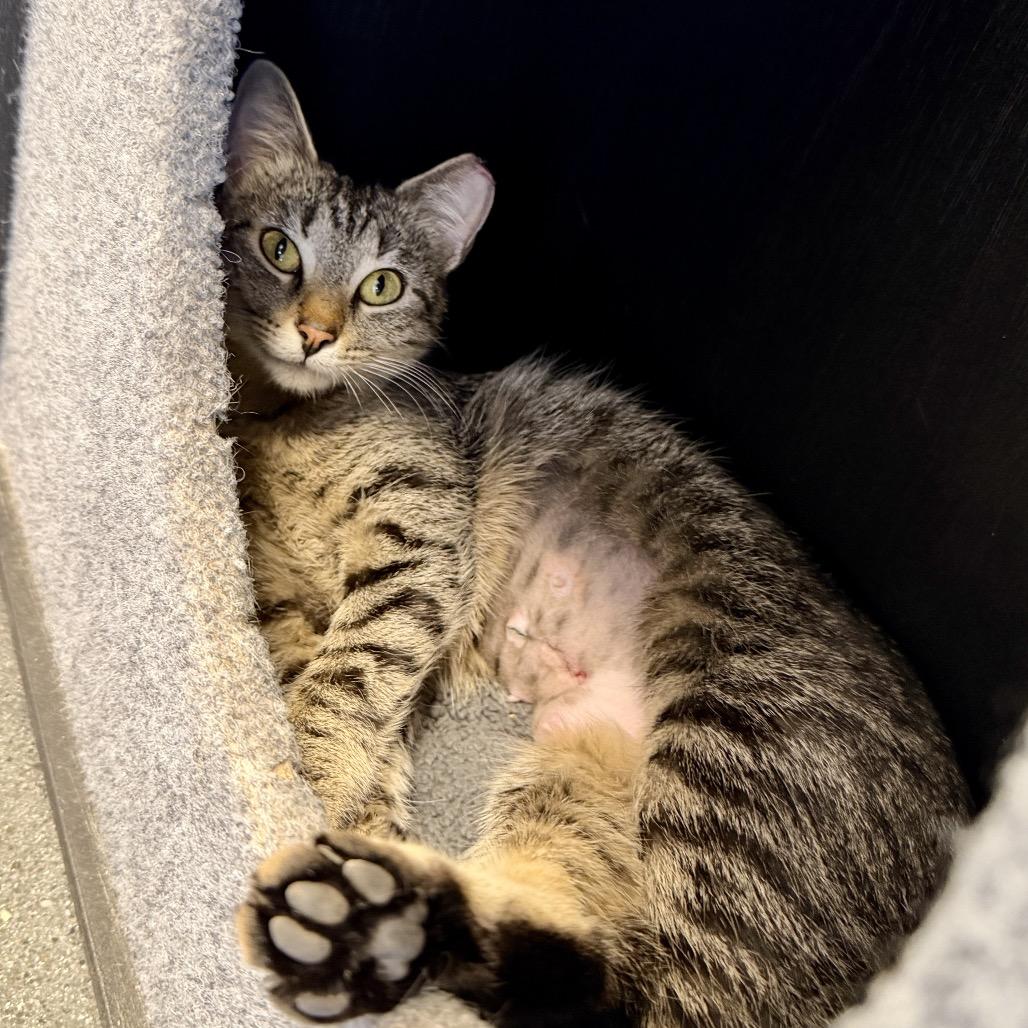 Enlarge Penny Girl, a Adoptable Domestic Short Hair in Franklin, TN image 1/4