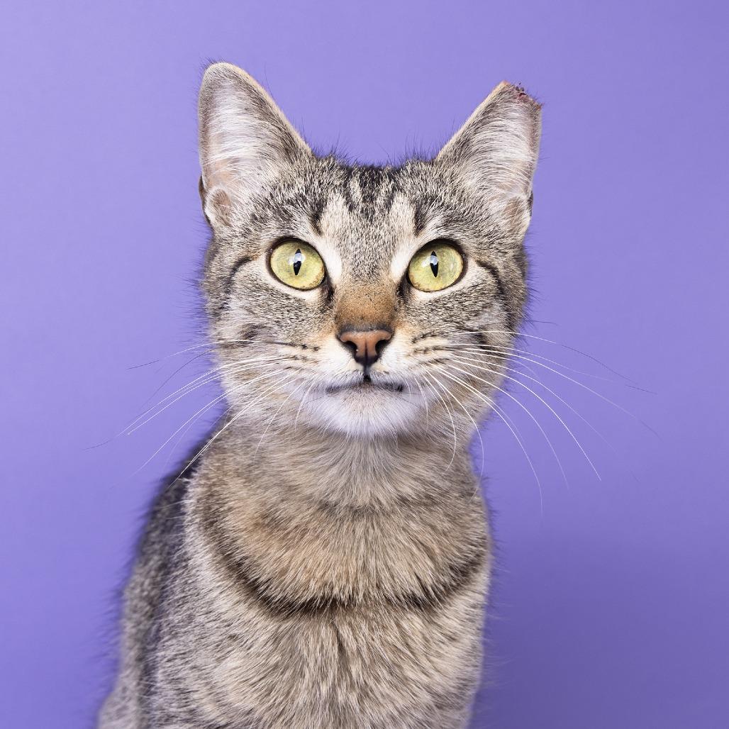 Enlarge Penny Girl, a Adoptable Domestic Short Hair in Franklin, TN image 2/4