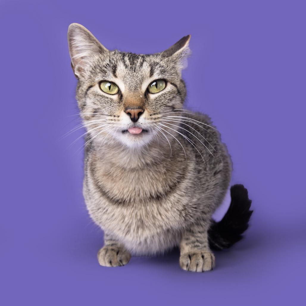 Enlarge Penny Girl, a Adoptable Domestic Short Hair in Franklin, TN image 3/4