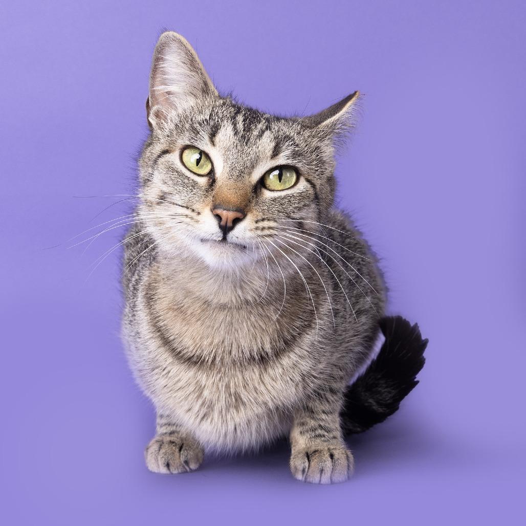 Enlarge Penny Girl, a Adoptable Domestic Short Hair in Franklin, TN image 4/4