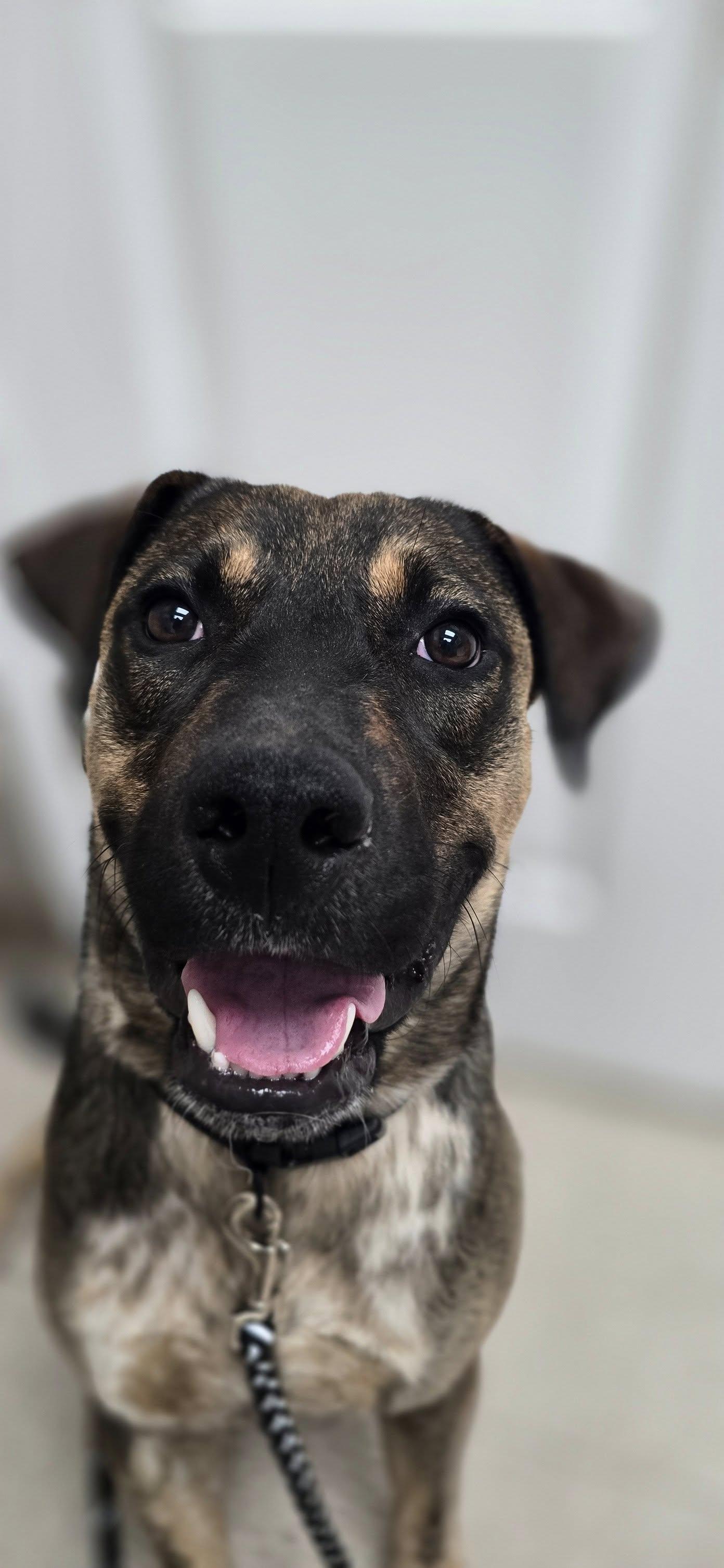 Enzo, a Adoptable mixed breed in Corinth, MS image 2/3