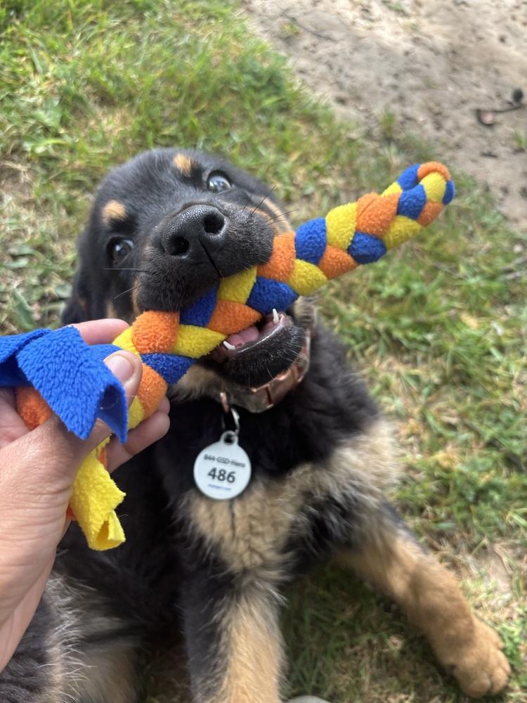 Saige aka White Red Snowman Collar, Adoptable, Puppy Female German Shepherd Dog.