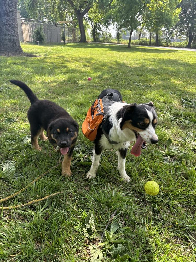 Enlarge Saige aka White Red Snowman Collar, a Adoptable mixed breed in Sacramento, CA image 2/6