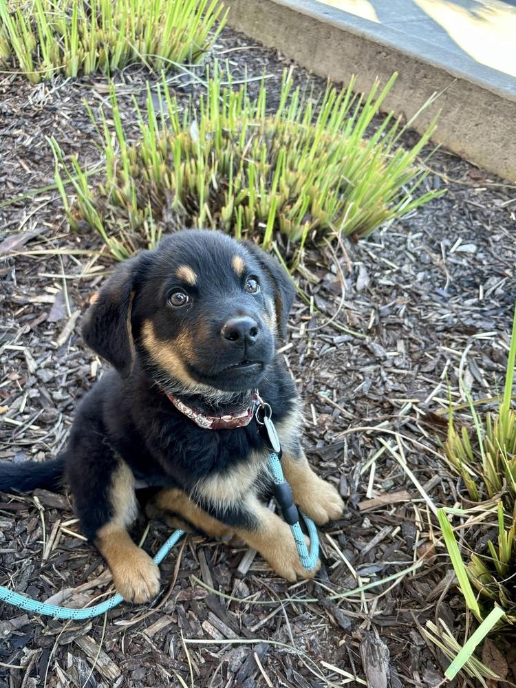 Enlarge Saige aka White Red Snowman Collar, a Adoptable mixed breed in Sacramento, CA image 3/6