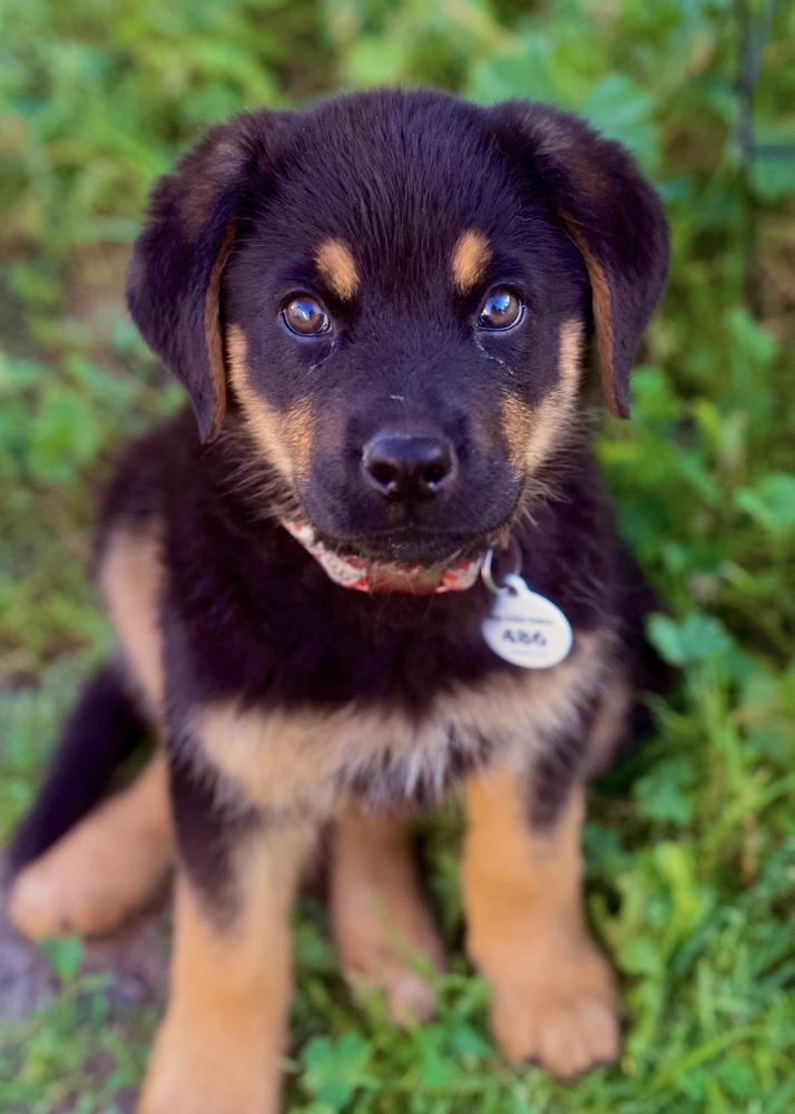 Enlarge Saige aka White Red Snowman Collar, a Adoptable mixed breed in Sacramento, CA image 5/6