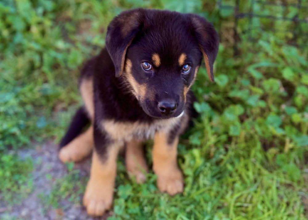 Enlarge Saige aka White Red Snowman Collar, a Adoptable mixed breed in Sacramento, CA image 6/6