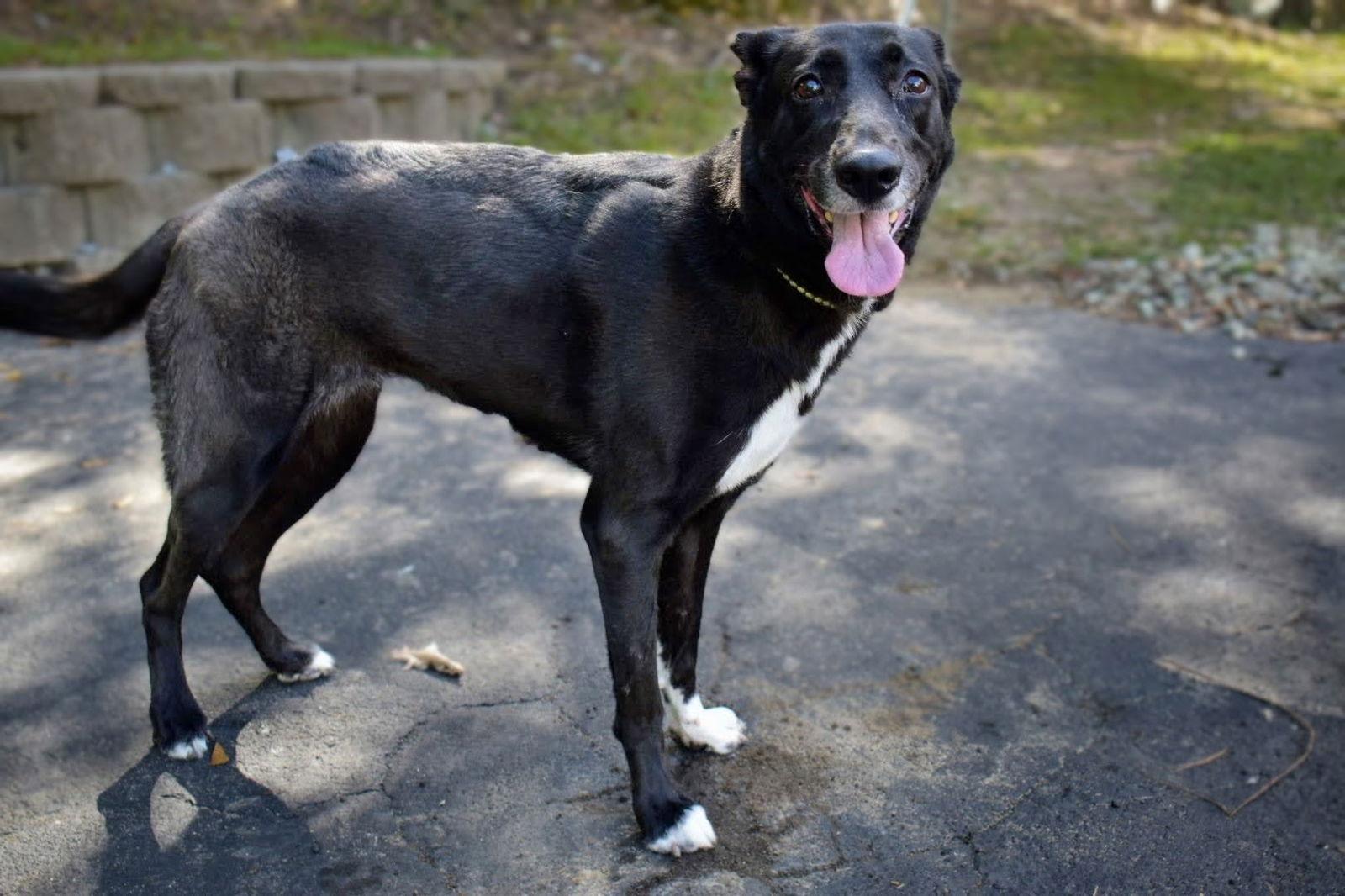 Dory, Adoptable, Adult Female Shepherd.