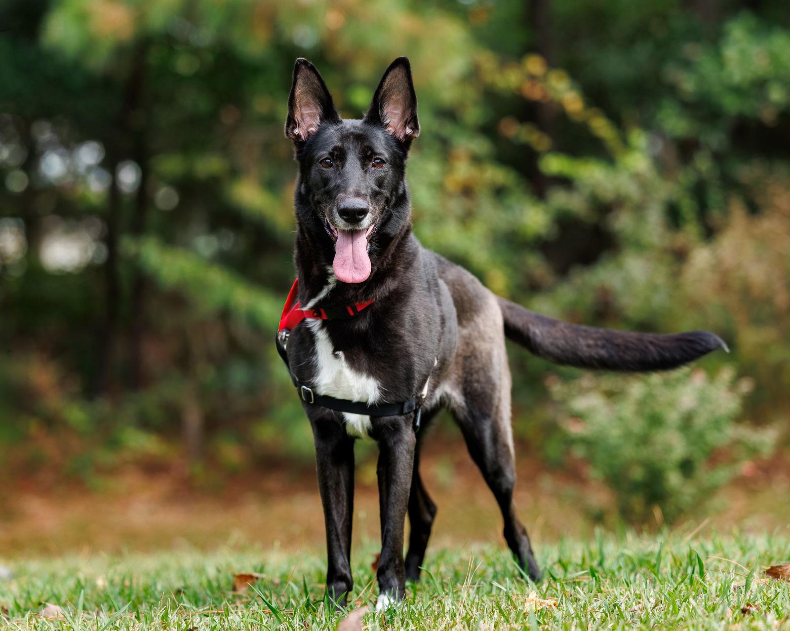 Enlarge Dory, a Adoptable Shepherd in Durham, NC image 2/2