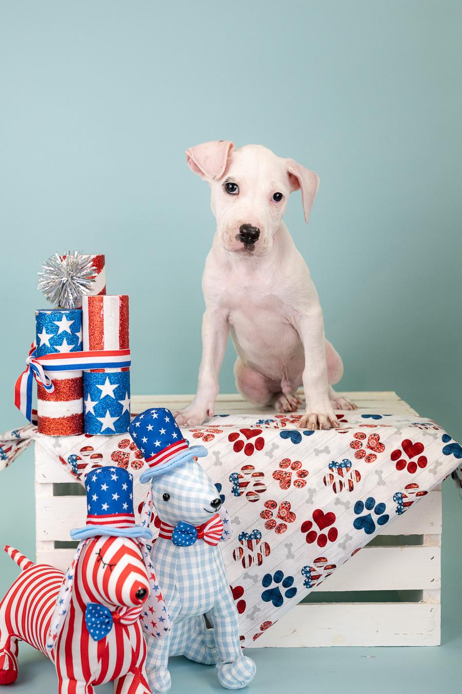 541-26, ADOPTABLE, Puppy Male Pit Bull Terrier.