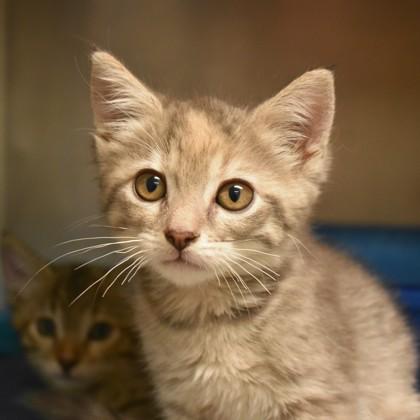 Pumpkin, Young Female Domestic Short Hair