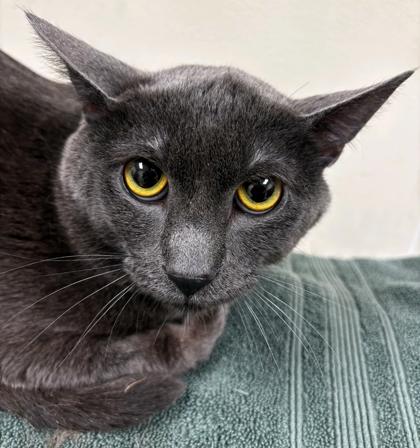 Zephyrs, Adoptable, Adult Male Domestic Short Hair & Domestic Short Hair.