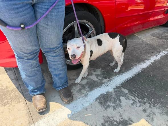 Winter, Adoptable, Young Female Pit Bull Terrier.