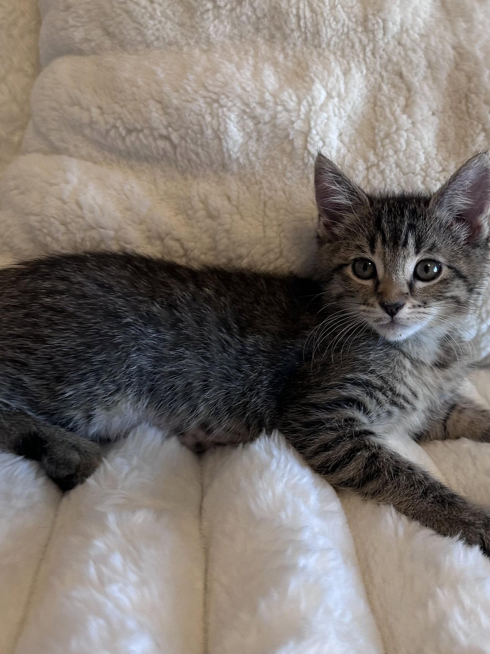 Lainey ( Monica), Adopted, Kitten Female Tabby.