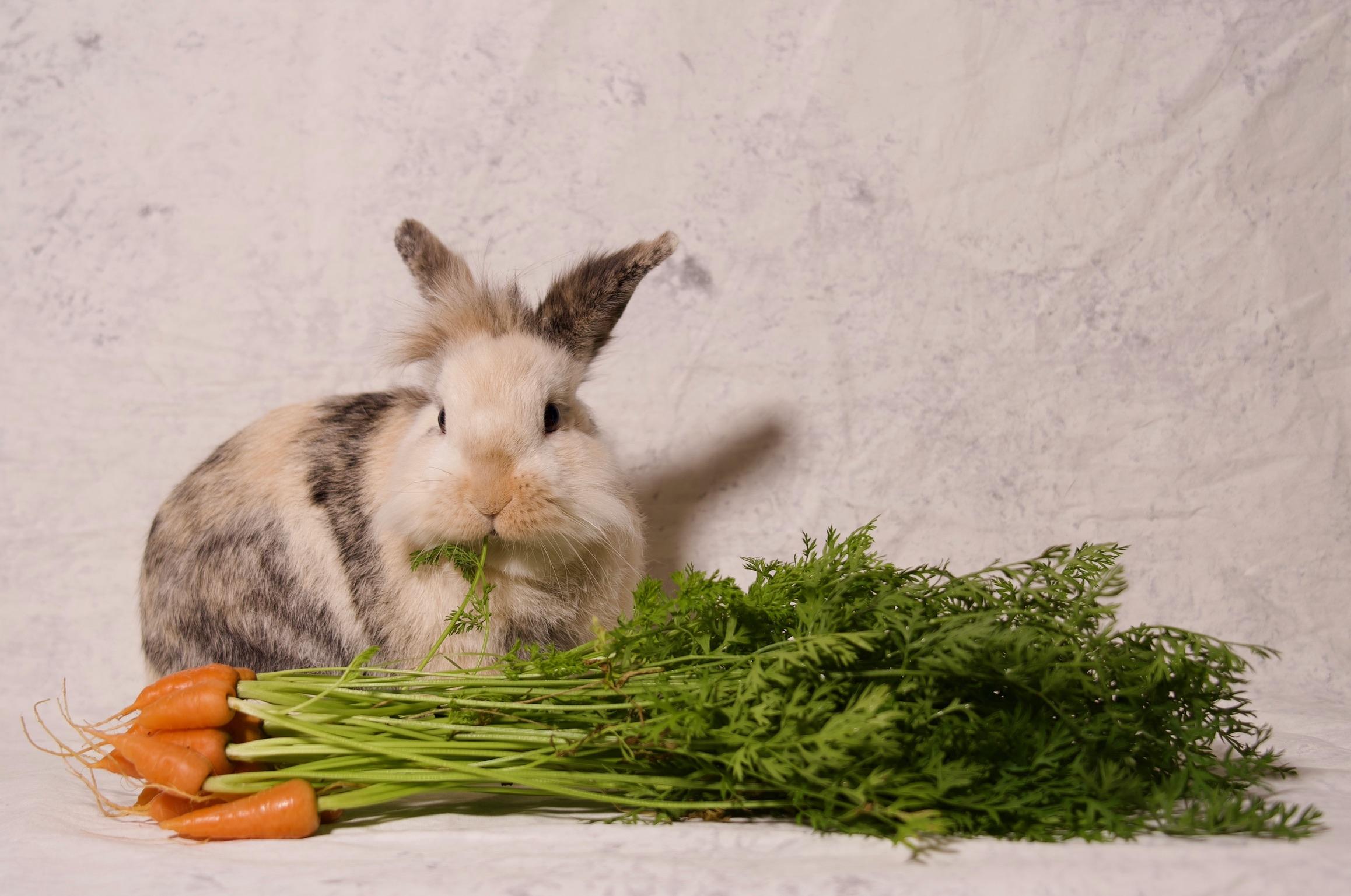 Chestnut, Adult Male Lionhead