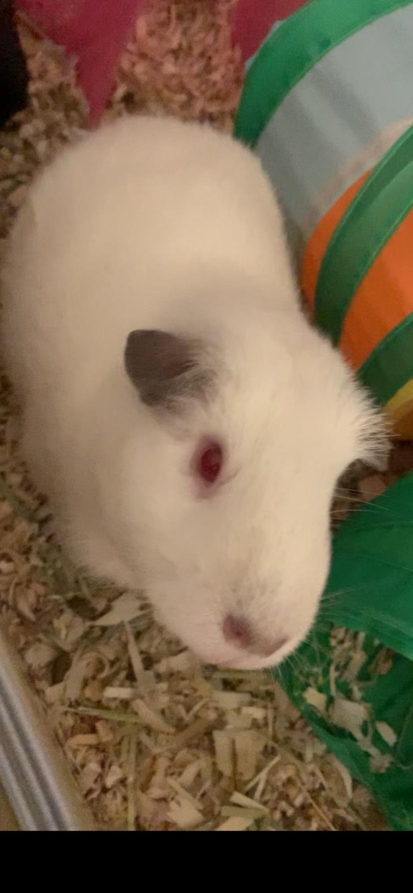 Calico & Siamese, a ADOPTABLE Short-Haired in Andover, CT image 6/6