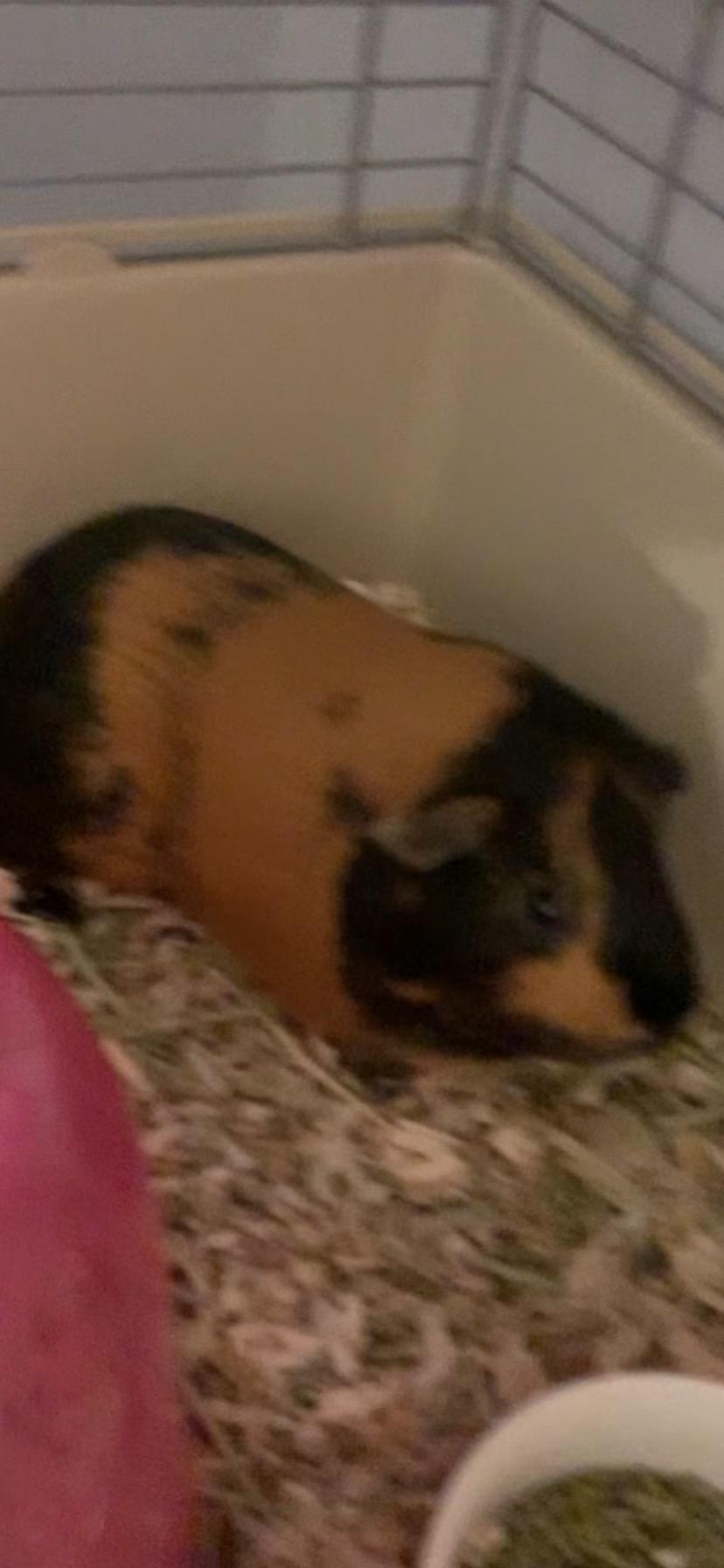 Calico & Siamese, a ADOPTABLE Short-Haired in Andover, CT image 5/6