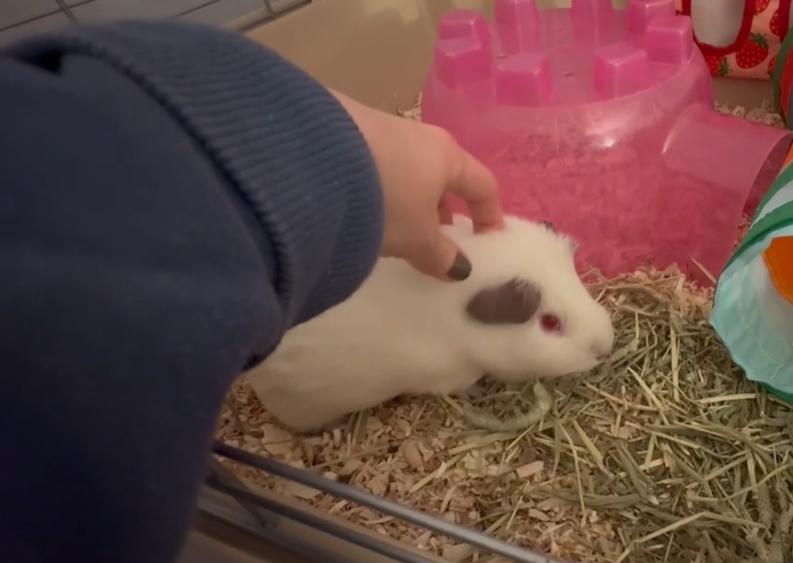 Calico & Siamese, a ADOPTABLE Short-Haired in Andover, CT image 4/6