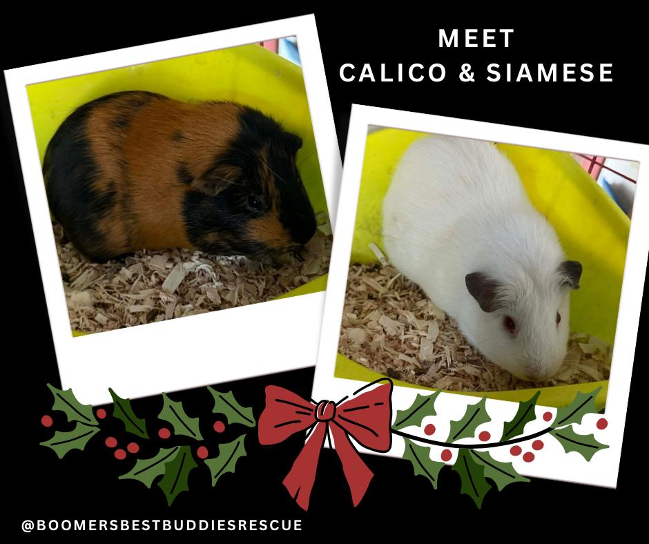 Calico & Siamese, a ADOPTABLE Short-Haired in Andover, CT image 1/6