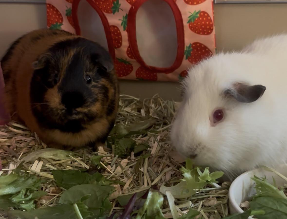 Calico & Siamese, ADOPTABLE, Adult Female Short-Haired.