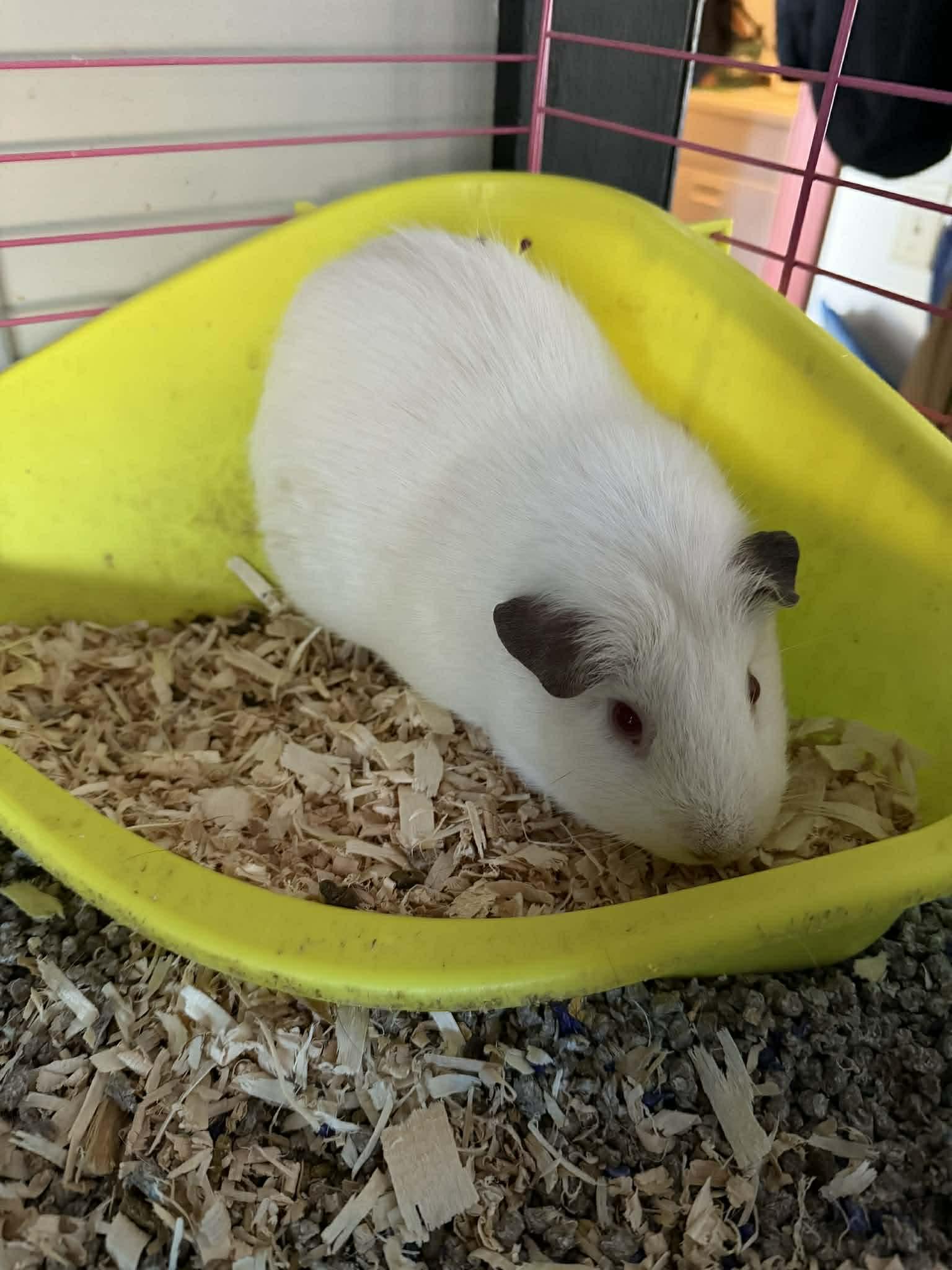 Calico & Siamese, a ADOPTABLE Short-Haired in Andover, CT image 3/6