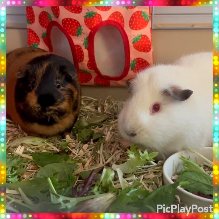 Enlarge Calico & Siamese, an adopted Short-Haired in Andover, CT video 6/6