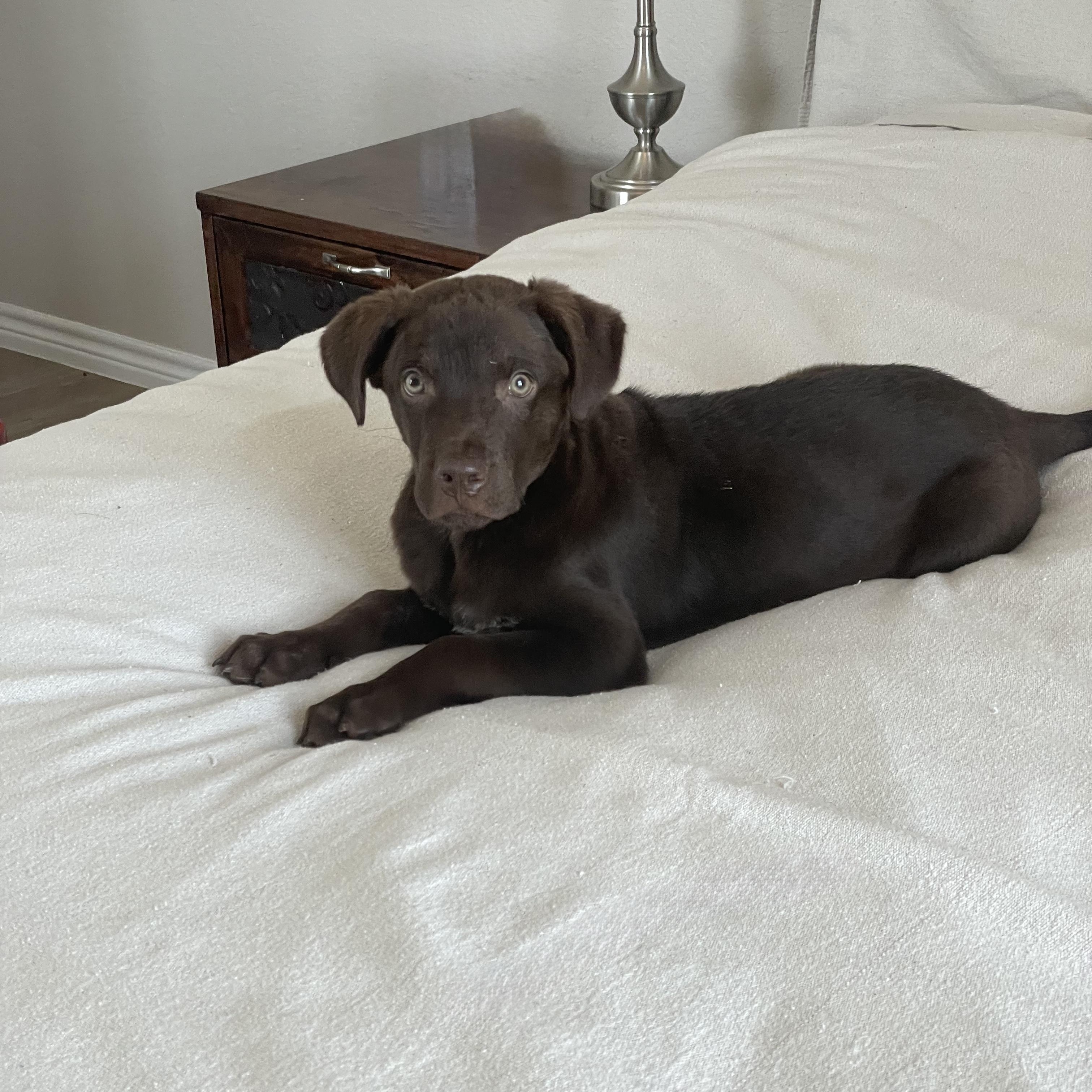 Enlarge Snuggly Tater, a ADOPTABLE mixed breed in West Hartford , CT image 4/6