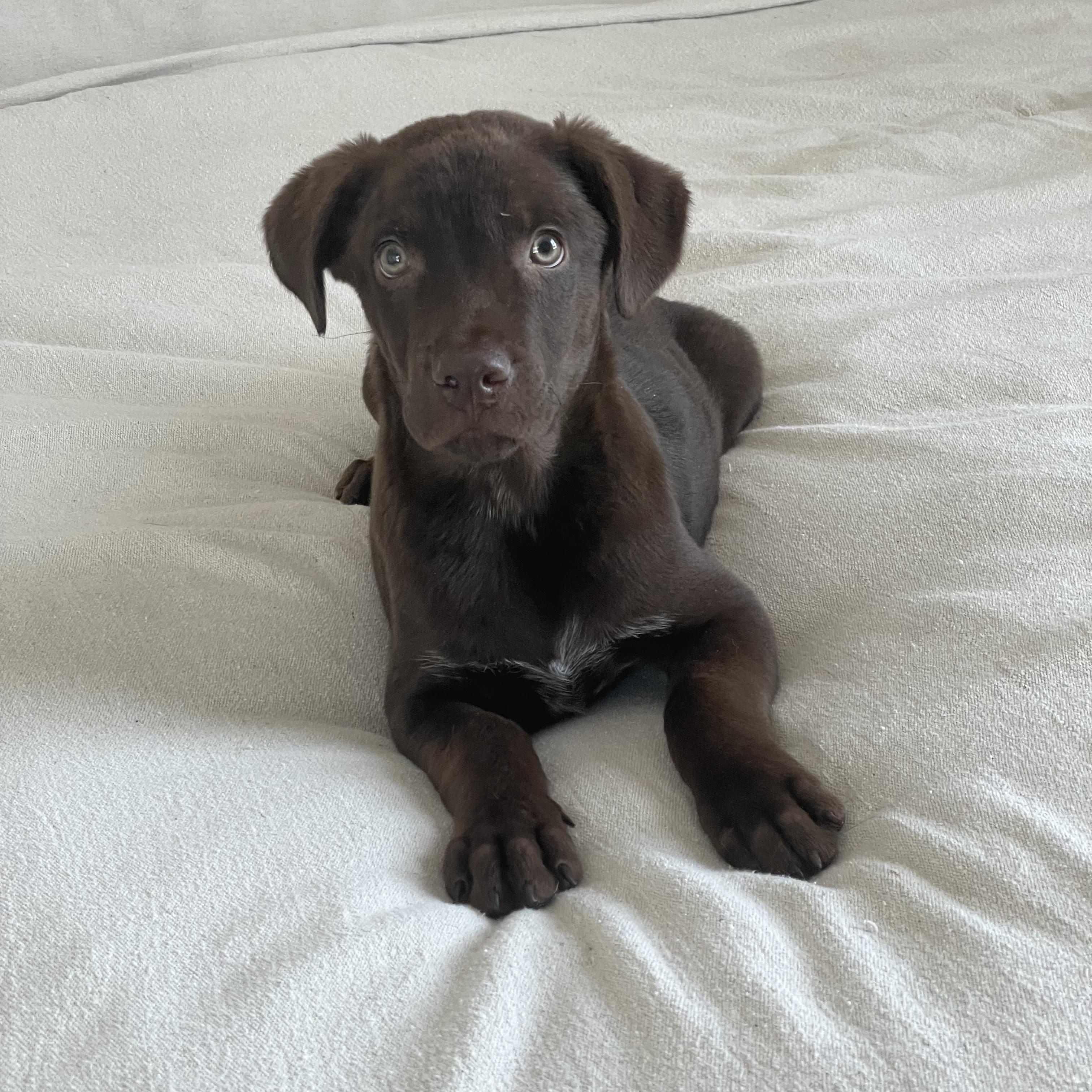 Enlarge Snuggly Tater, a ADOPTABLE mixed breed in West Hartford , CT image 3/6