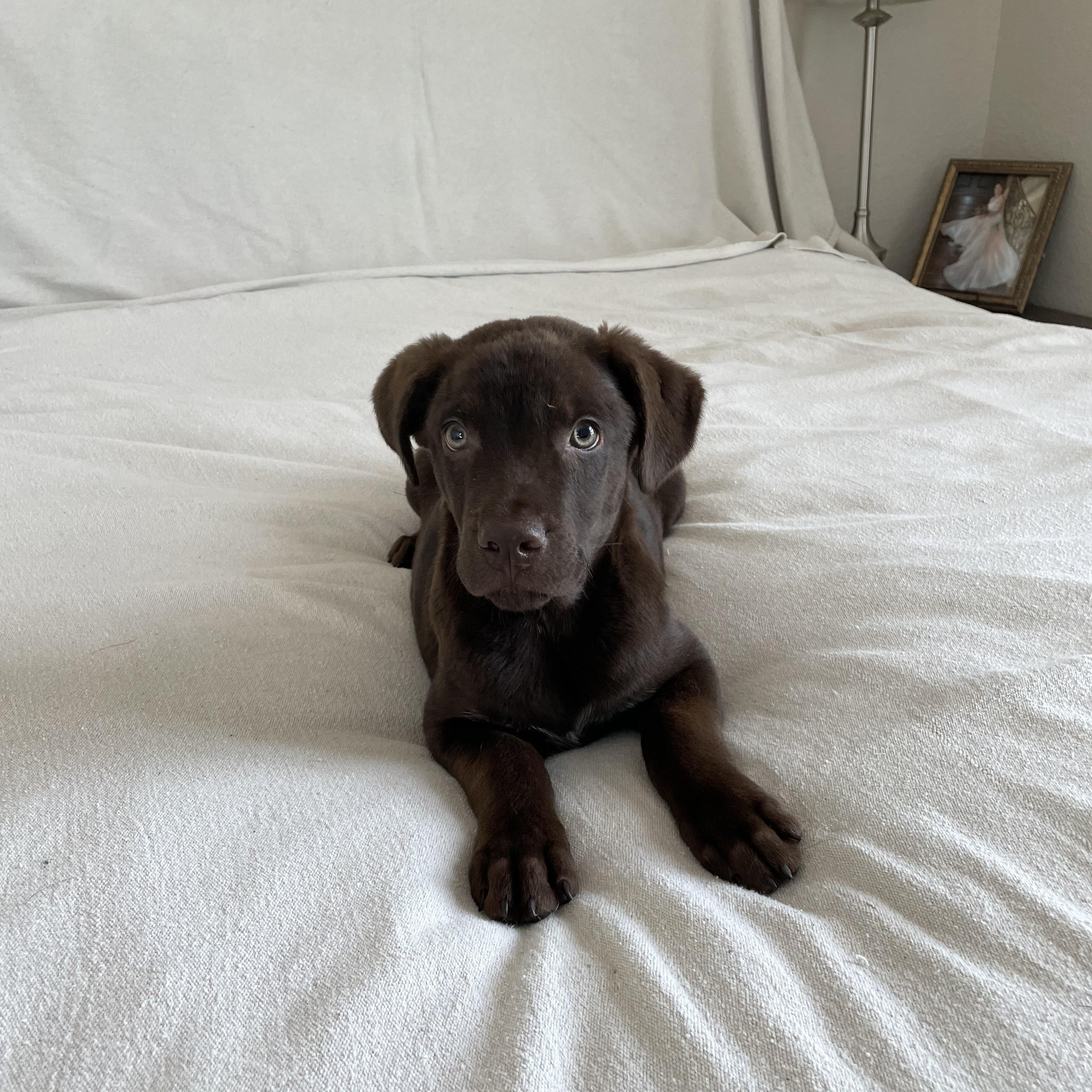 Enlarge Snuggly Tater, a ADOPTABLE mixed breed in West Hartford , CT image 2/6