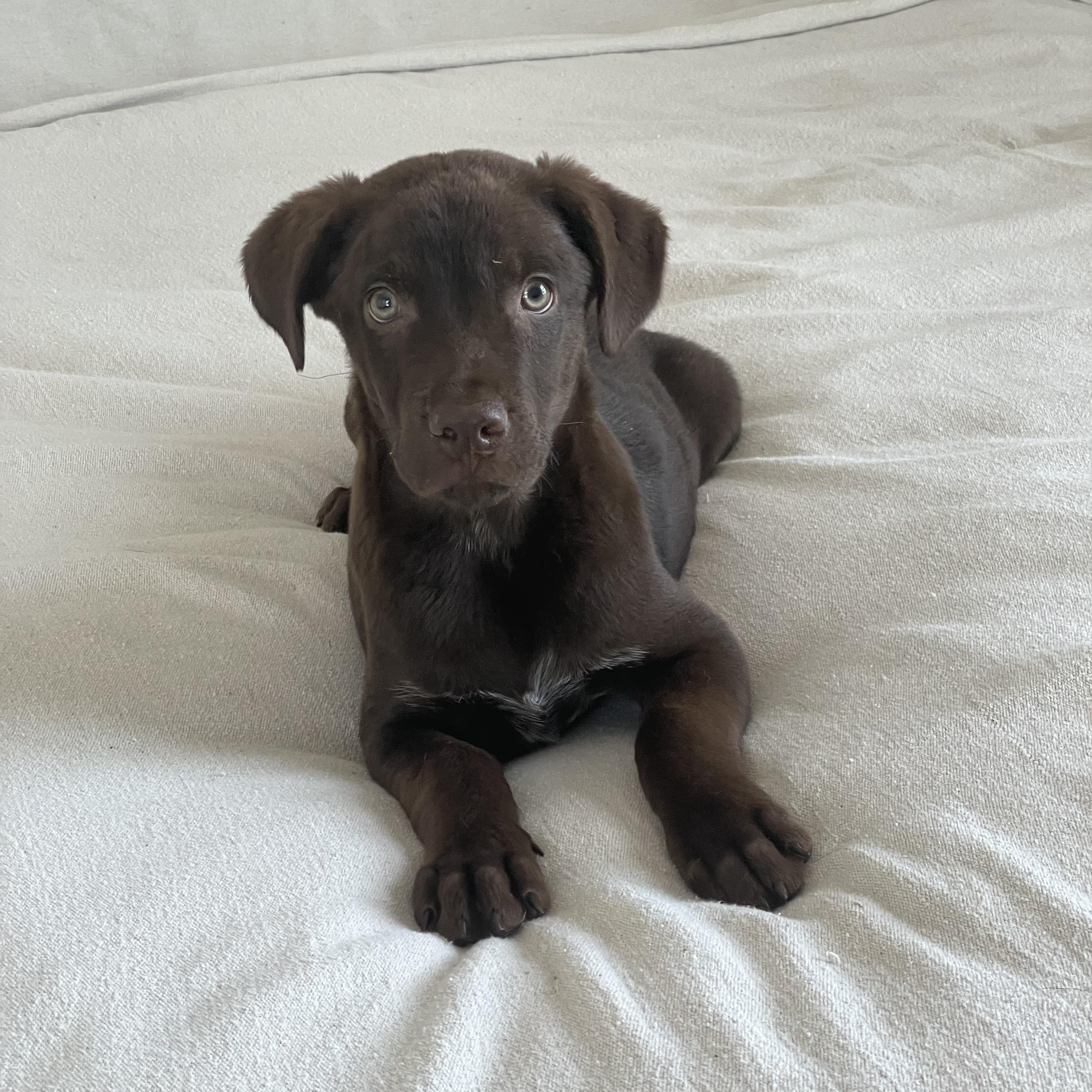 Enlarge Snuggly Tater, a ADOPTABLE mixed breed in West Hartford , CT image 5/6