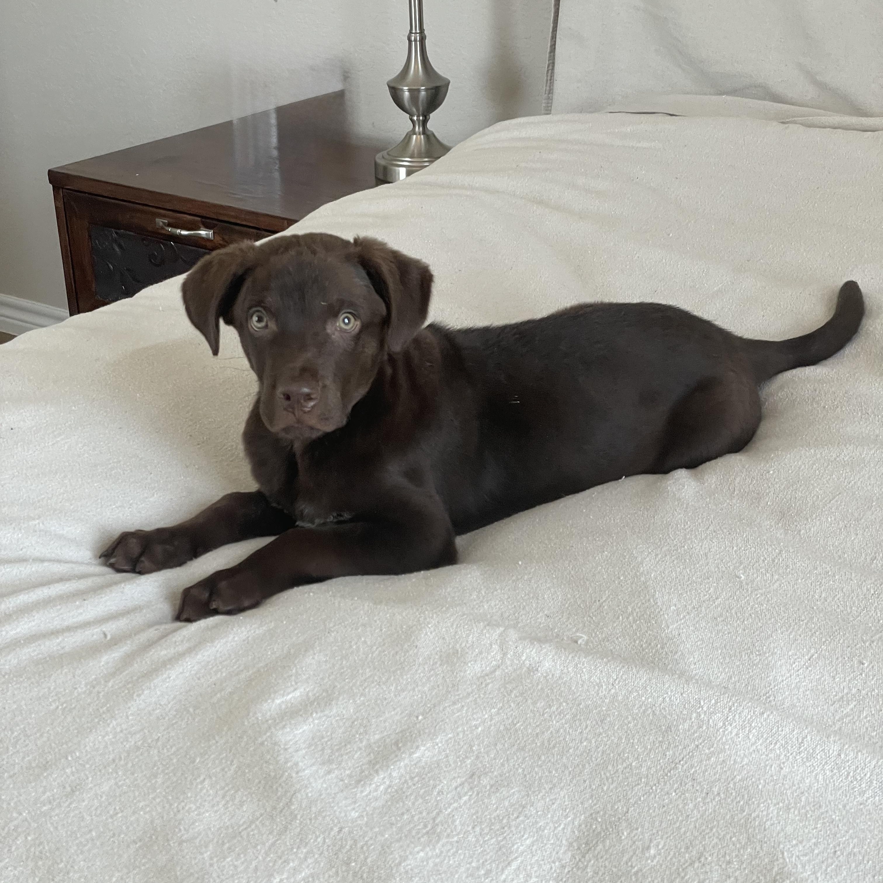 Snuggly Tater, ADOPTABLE, Puppy Male Chocolate Labrador Retriever & Labrador Retriever.