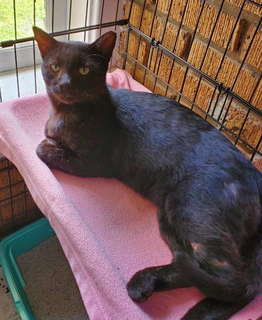 Enlarge Smutt Hargett, a Adoptable mixed breed in El Dorado, AR image 1/1