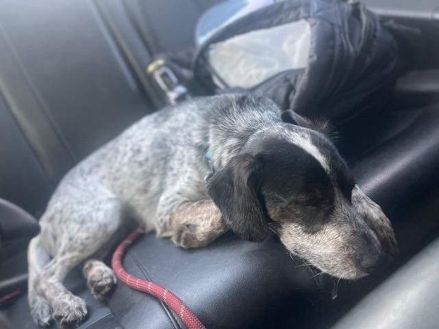 Enlarge Luke, an adopted Beagle in Northlake, IL image 4/6