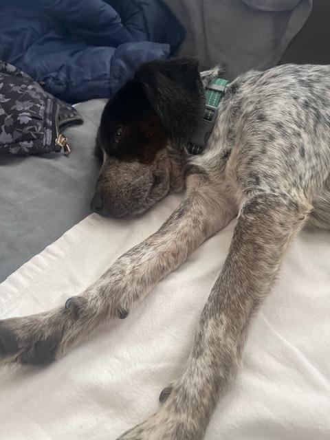 Enlarge Luke, an adopted Beagle in Northlake, IL image 5/6