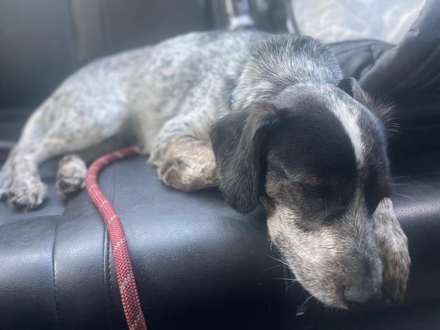 Enlarge Luke, an adopted Beagle in Northlake, IL image 3/6