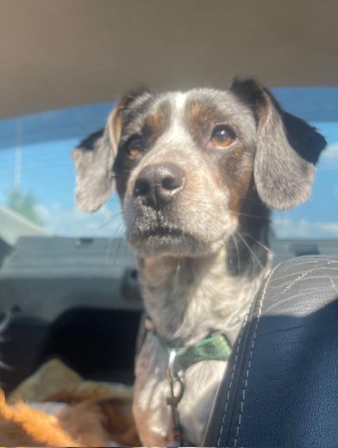 Luke, adoptable, Puppy Male Beagle.