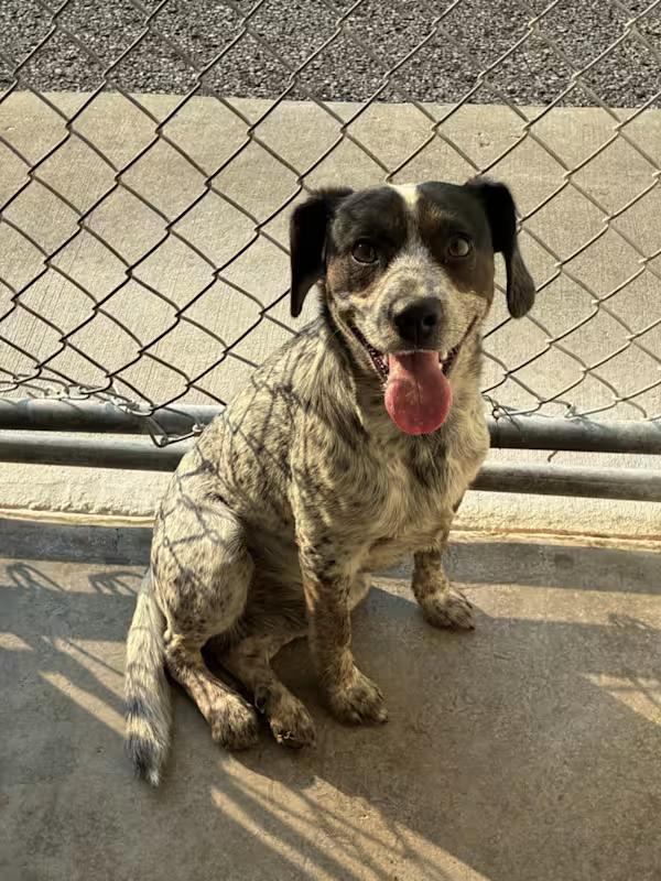 Enlarge Luke, an adopted Beagle in Northlake, IL image 6/6