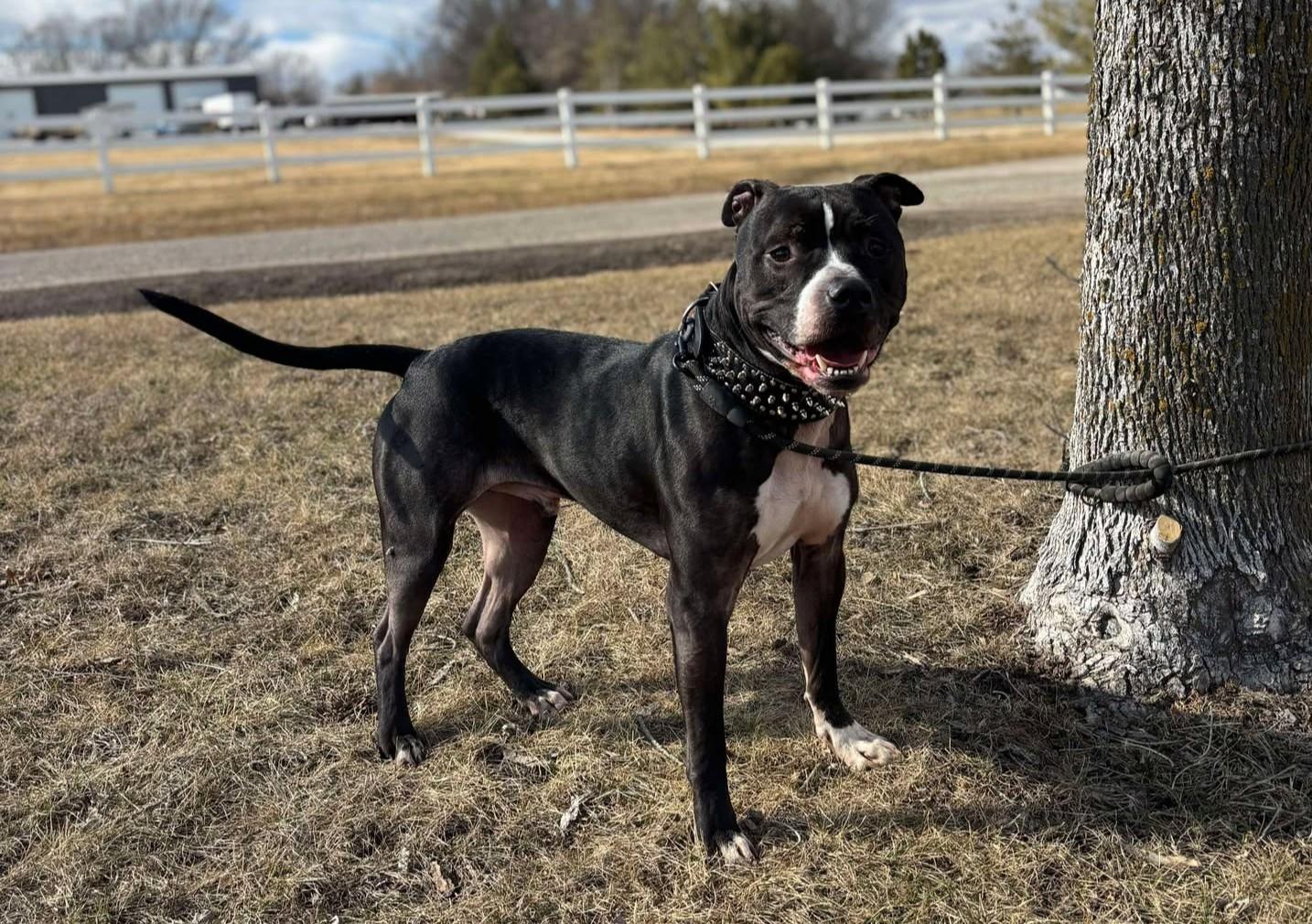 Enlarge Diesel, a Adoptable mixed breed in Maryville, MO image 2/6