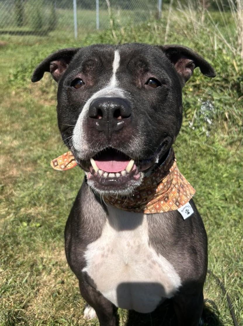 Enlarge Diesel, an adoptable mixed breed in Maryville, MO image 1/6