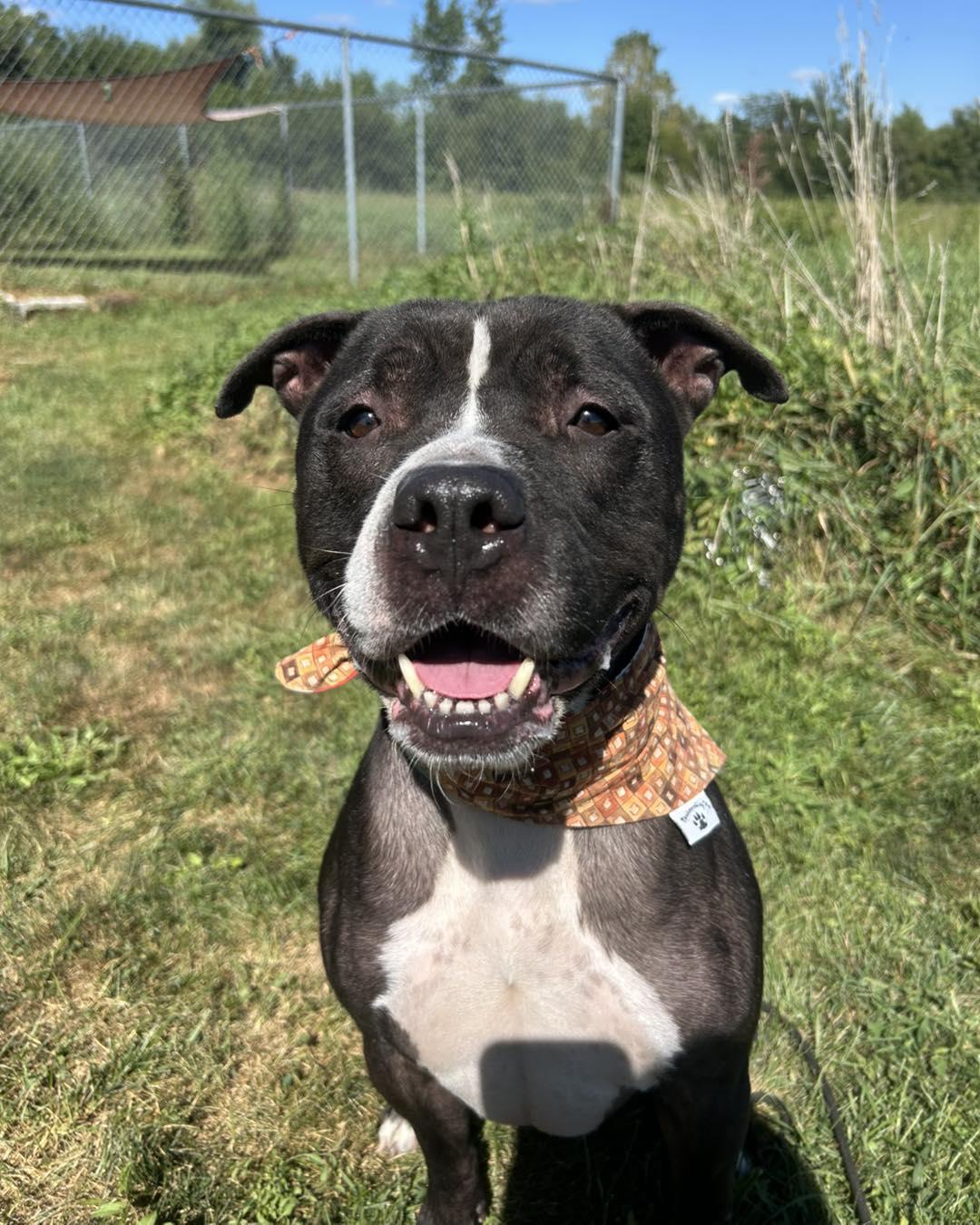 Diesel, Adoptable, Adult Male Pit Bull Terrier.